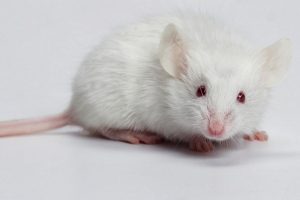 Mơ thấy con chuột bạch rất đẹp