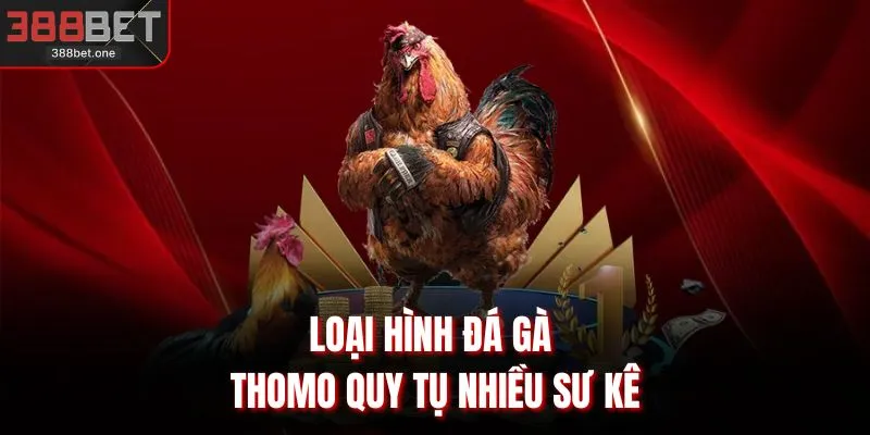Loại hình đá gà Thomo quy tụ nhiều sư kê